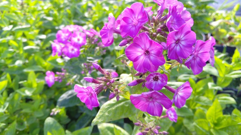 Phlox paniculata Flame 'Purple Eye' Aed-leeklill